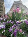 Sboccia la Primavera a Pordenone