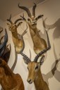 Museo civico di storia naturale