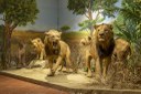 Museo civico di storia naturale