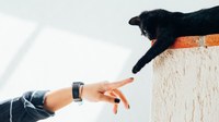 Contributi spese veterinarie per gli animali d‘affezione