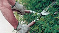 Cura e manutenzione del verde in aree private