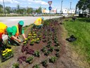 Fioriture e sfalci d’erba in città