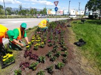 Fioriture e sfalci d’erba in città