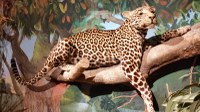 Lavori di riqualificazione al Museo di storia naturale