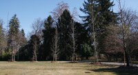 Piantati quasi 600 alberi in città