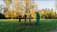 In arrivo 2.500 nuovi alberi