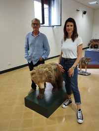 Un giovane orso bruno pordenonese arriva a Ferrara