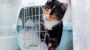 Viaggiare con i propri animali d'affezione