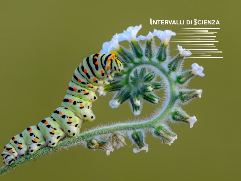 Biomimesi: imparare dalla natura