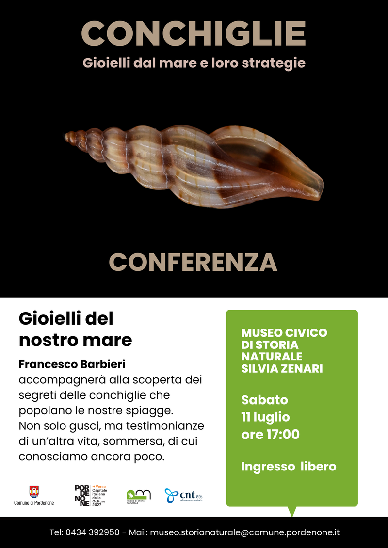Conchiglie. Gioielli dal mare e loro strategie