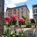 Fiori e natura nel centro di Pordenone. Foto di Cesare Del Ben (30/04/2022)