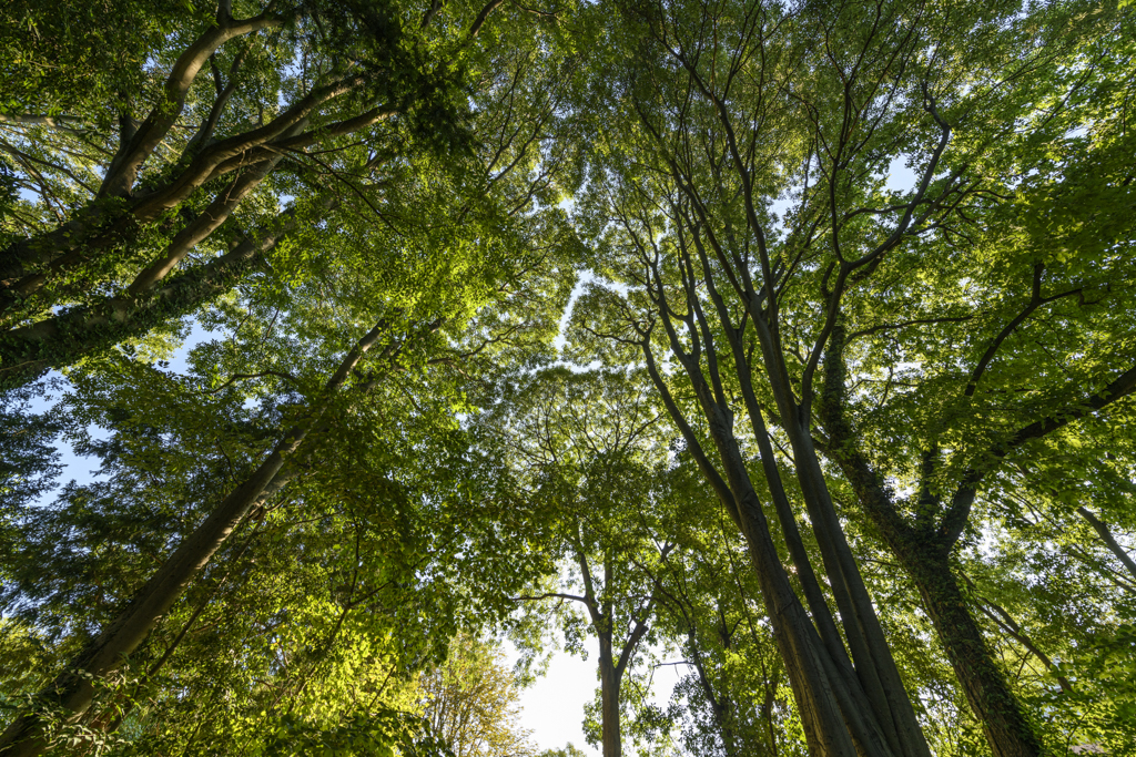 Parco Querini