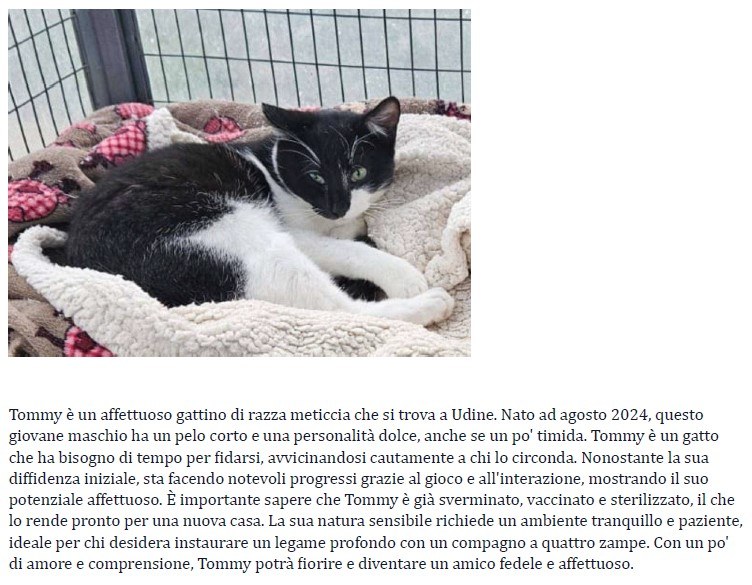 Tommy.jpg