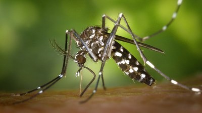 Zanzara tigre, semplici regole per combatterla