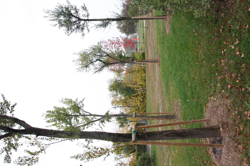 Foto Uno scorcio  con  nuovi alberi 