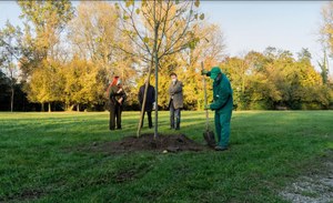 Il primo albero   nell'area verde F.Grizzo  presso il  Castello di Torre