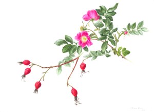 Rosa pendulina.jpg