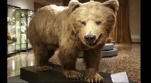 La storia dell'orso