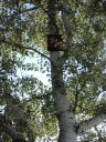 Bat Box installata dal Comune di Pordenone